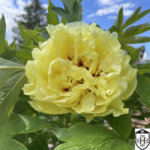 Paeonia intersectional 'Yellow Crown' - Itoh pojeng 'Yellow Crown'